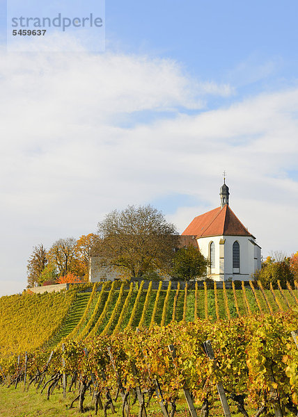 Kirche  Weinberg  Vogelsburg  Volkach  Mainschleife  Mainfranken  Franken  Unterfranken  Bayern  Deutschland  Europa