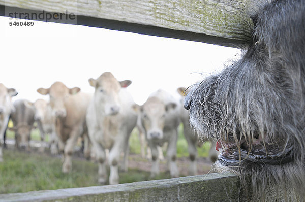 Hund beobachtet Kühe durch den Zaun