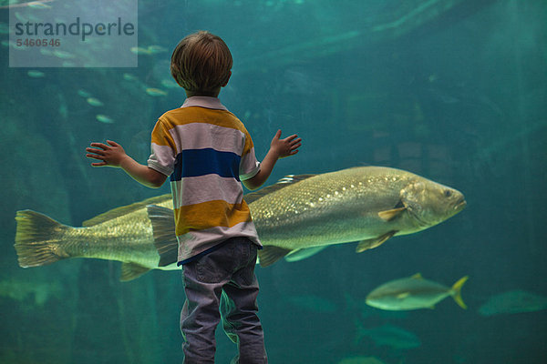 Junge bewundert Fische im Aquarium