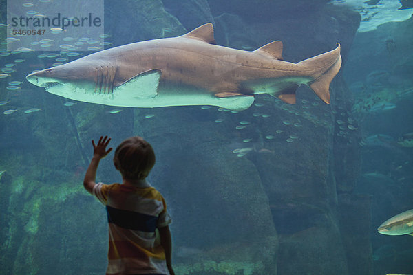 Junge  der Hai im Aquarium bewundert