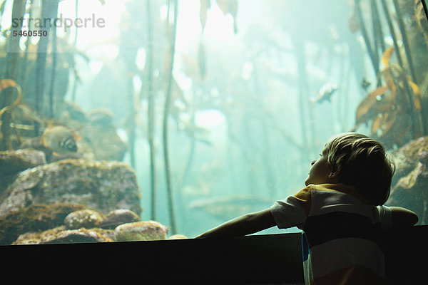 Junge bewundert Fische im Aquarium