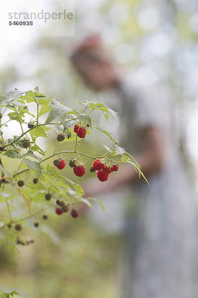 Nahaufnahme von Himbeeren am Strauch