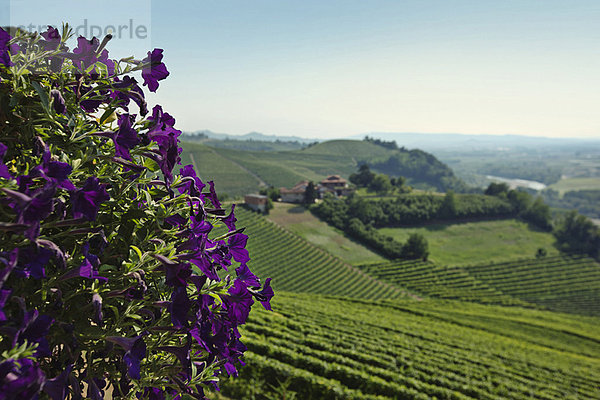 Blumen mit Blick auf die Weinberge