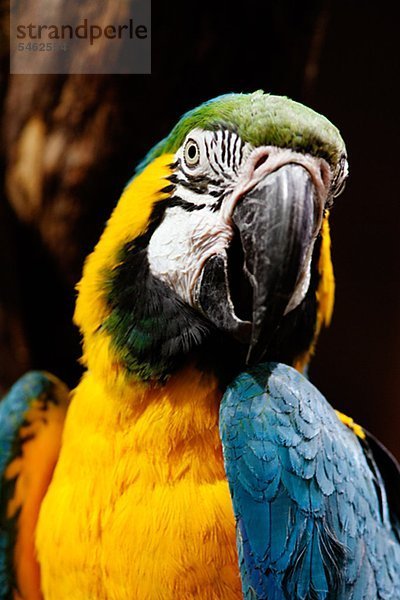 Blau und gelb Papageien
