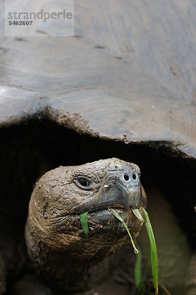 Portrait Landschildkröte Schildkröte