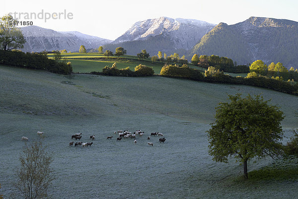 Schafsherde im Morgentau im Nationalpark Oberösterreichische Kalkalpen  nähe Windischgarsten  Österreich  Europa
