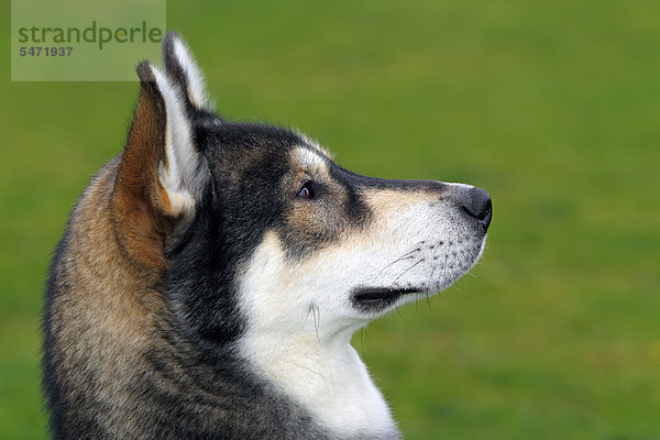 Sibirischer Husky  Siberian Husky (Canis lupus familiaris)  nordischer Schlittenhund  einjähriger Rüde  Porträt