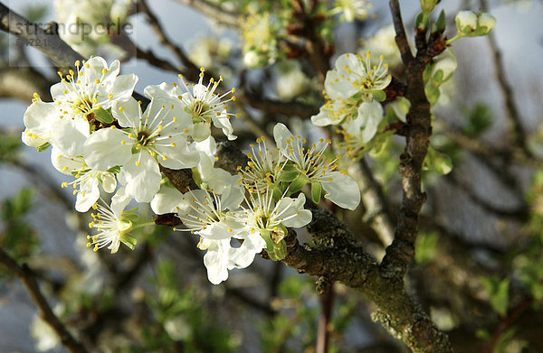 Zwetschgenblüten (Prunus sp.)