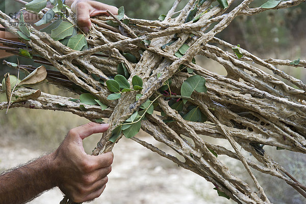 BirdLife-Wildhüter Tassos Shialis mit klebrigen Stöcken  die illegal auf einem Olivenhain ausgebracht wurden um Vögel zu fangen  Zypern