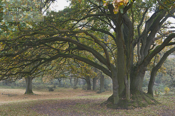 Eichen im Hudewald (Quercus robur)  Borkener Paradies  Emsland  Niedersachsen  Deutschland  Europa