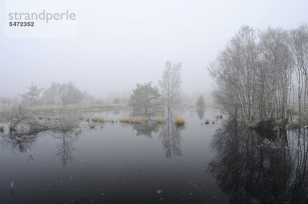 Wiedervernässungsgebiet im Nebel  Tausendschrittmoor  Haren  Emsland  Niedersachsen  Deutschland  Europa