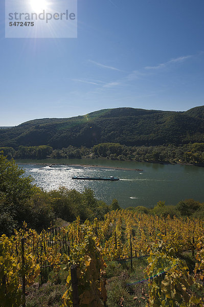 Weinberg  Rheingau  Hessen  Deutschland  Europa