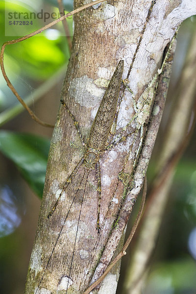 Getarnte Heuschrecken an Baumstamm im Regenwald  Daintree Nationalpark  nördliches Queensland  Australien