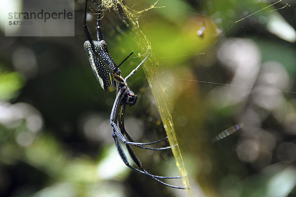 Radnetzspinne (Araneidae)  subtropischer Regenwald  Ihla Grande bei Rio de Janeiro  Brasilien  Südamerika