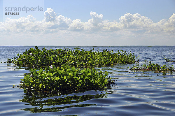 Wasserhyazinthen (Eichhornia) treiben im Pantanal  dem größten Sumpfgebiet der Erde  Wasserhöchststand  Corumba  Grenzstadt Brasilien - Bolivien  Südamerika