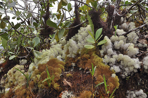 Moose  Farne  Flechten  Bromelien  reiche Bodenvegetation der Nebelwälder am Tafelberg Roraima  höchster Berg Brasiliens  Dreiländereck Brasilien  Venezuela  Guyana auf der Hochebene  Südamerika