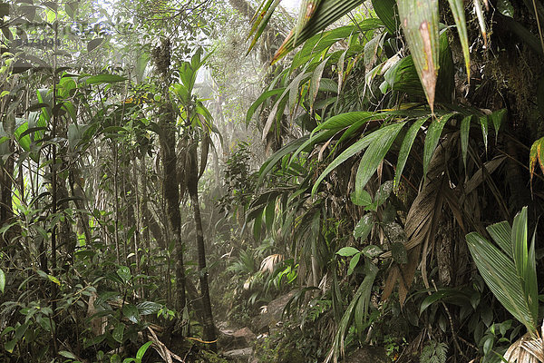 Reiche Vegetation der Nebelwälder am Tafelberg Roraima  höchster Berg Brasiliens  Dreiländereck Brasilien  Venezuela  Guyana auf der Hochebene  Südamerika