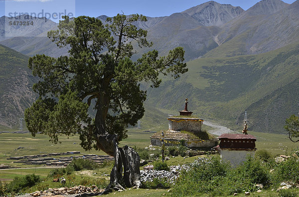 Jahrhundertealte Wacholderbäume und Stupa  Chörten in den Bergen von Kloster Reting  Mount Gangi Rarwa  Himalaya  Lhundrup County  Zentraltibet  Tibet  China