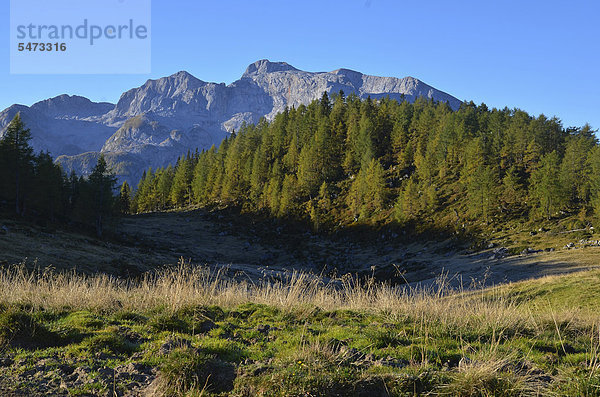 Bergkulisse und Bergwald auf der Gotzenalm  Schönau am Königssee  Berchtesgadener Land  Bayern  Deutschland  Europa