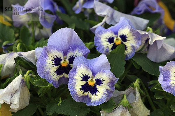 Hornveilchen  Stiefmütterchen (Viola cornuta)  Deutschland  Europa