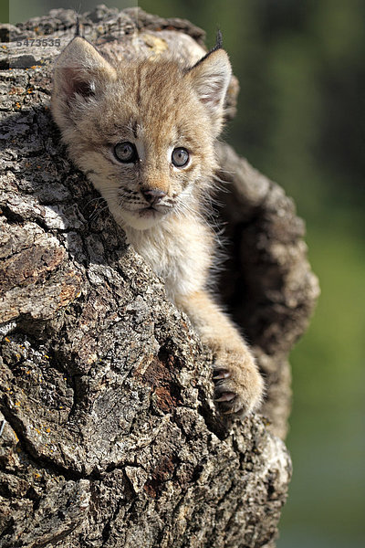 Kanadaluchs (Lynx canadensis)  Jungtier  acht Wochen  Bau  Baumstamm  Montana  USA  Nordamerika