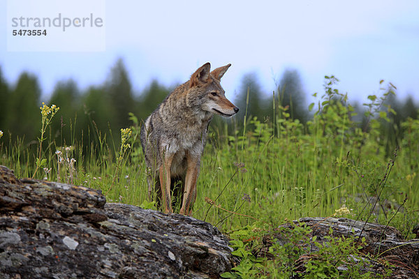 Koyote (Canis latrans)  adult  Montana  USA  Nordamerika