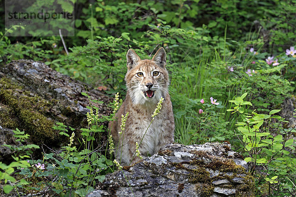 Eurasischer Luchs oder Nordluchs (Lynx lynx)  weiblich  adult  Montana  USA  Nordamerika