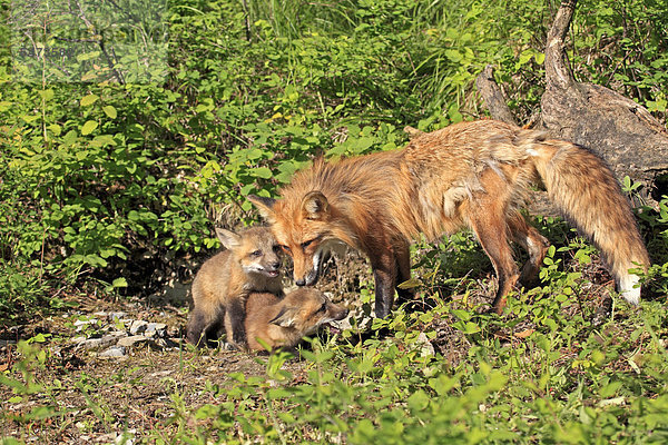 Rotfüchse (Vulpes vulpes)  Mutter und Jungtier  zehn Wochen  am Bau  Montana  USA  Nordamerika