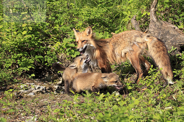 Rotfüchse (Vulpes vulpes)  Mutter und Jungtiere  zehn Wochen  am Bau  Montana  USA  Nordamerika