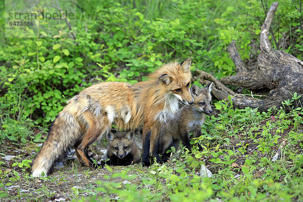 Rotfüchse (Vulpes vulpes)  Mutter und Jungtiere  zehn Wochen  am Bau  Montana  USA  Nordamerika