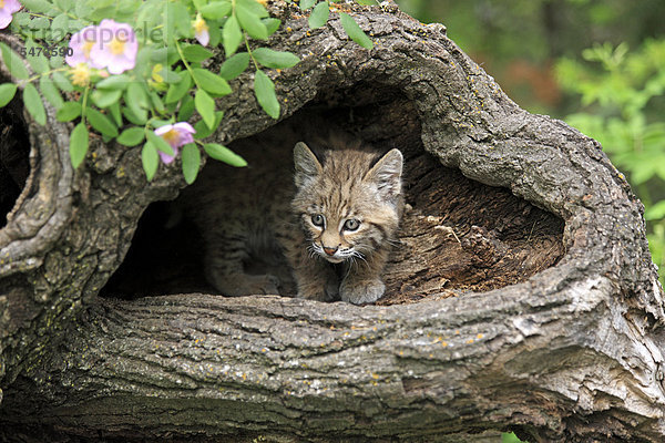 Rotluchs (Lynx rufus)  Jungtier  acht Wochen  Bau  Baumstamm  Montana  USA  Nordamerika