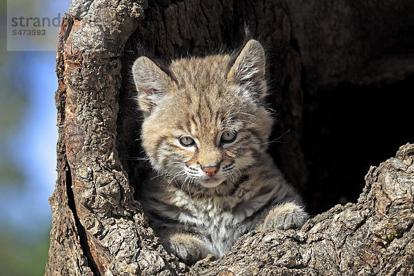 Rotluchs (Lynx rufus)  Jungtier  acht Wochen  Portrait  Bau  Baumstamm  Montana  USA  Nordamerika