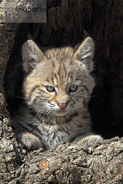 Rotluchs (Lynx rufus)  Jungtier  acht Wochen  Portrait  Bau  Baumstamm  Montana  USA  Nordamerika