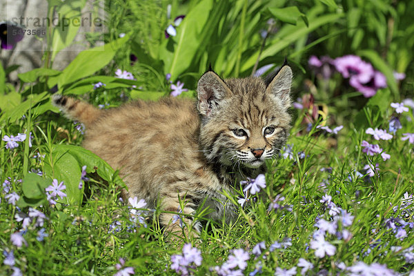 Rotluchs (Lynx rufus)  Jungtier  acht Wochen  Blumenwiese  Montana  USA  Nordamerika