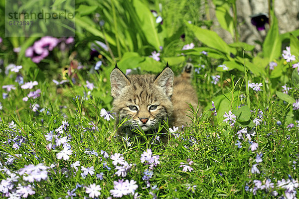 Rotluchs (Lynx rufus)  Jungtier  acht Wochen  Blumenwiese  Montana  USA  Nordamerika