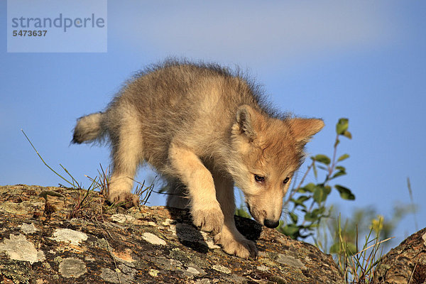 Wolf (Canis lupus)  Jungtier  acht Wochen  Montana  USA  Nordamerika