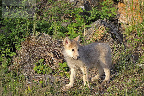 Wolf (Canis lupus)  Jungtier  acht Wochen  Montana  USA  Nordamerika