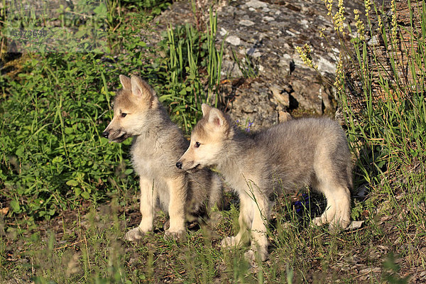 Wölfe (Canis lupus)  Jungtiere  acht Wochen  Wurfgeschwister  Montana  USA  Nordamerika
