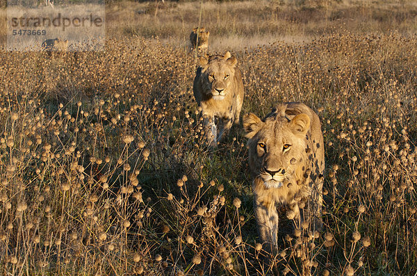 Löwenrudel (Panthera leo)  Savuti-Kanal  Linyanti  Botsuana  Afrika
