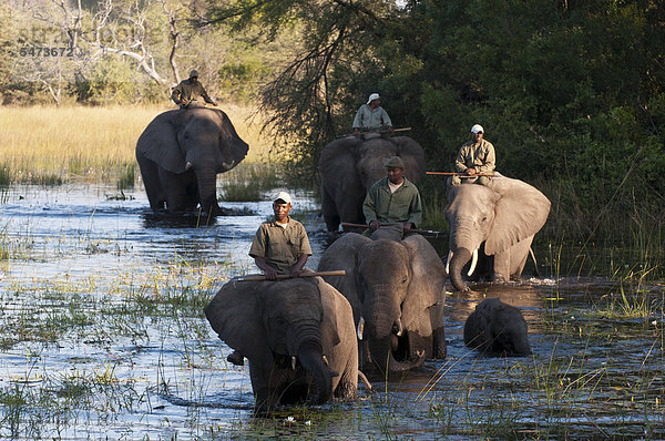 Safari auf Elefantenrücken  Abu Camp  Okavango-Delta  Botsuana  Afrika