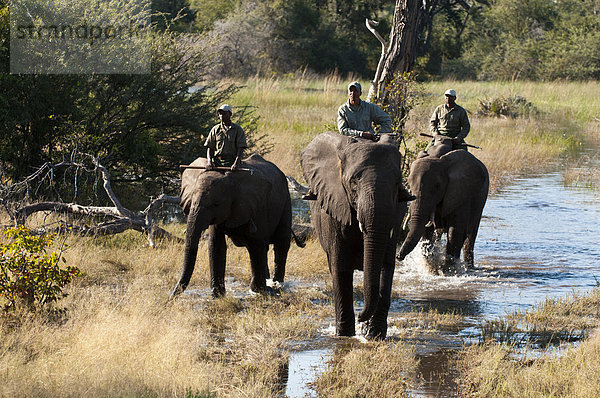 Safari auf Elefantenrücken  Abu Camp  Okavango-Delta  Botsuana  Afrika