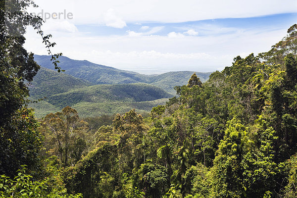 Regenwald  Paluma Range Nationalpark  Queensland  Australien