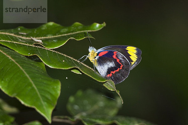 Tropischer Schmetterling  Schwarz Isebel  Schwarzer Jezebel  Jezabel (Delias nigrina)  Regenwald  Atherton Tablelands  Queensland  Australien