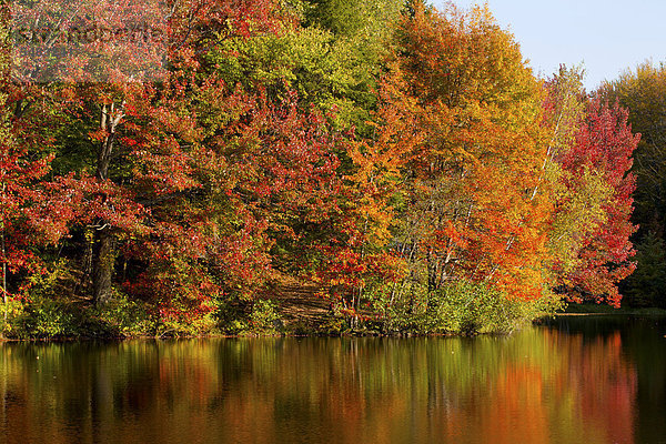 Bäume in herbstlichen Farben spiegeln sich in See  Iron Hill  Quebec  Kanada