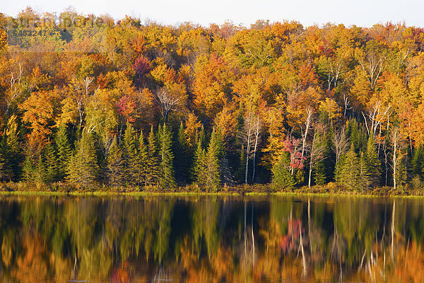 Herbstlicher Wald und See  South Bolton  Quebec  Kanada