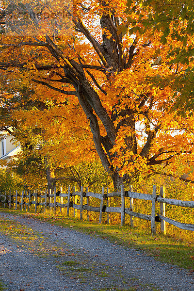 Bäume  Schotterstraße mit Zaun im Herbst  Lawrenceville  Quebec  Kanada