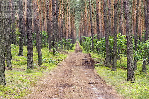 Feuerwehr-Zufahrtsweg in Kiefernwald bei Roztoka  Kampinoski Nationalpark  Polen  Europa