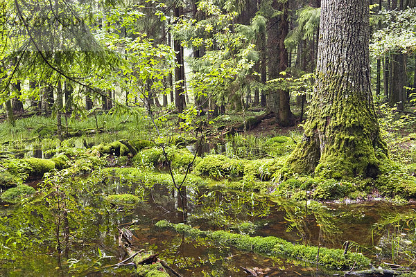 Bialowieza-Wald  Bialowieza Nationalpark  Polen  Europa
