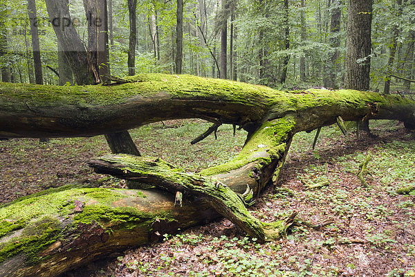 Bialowieza-Wald  Bialowieza-Wald  Bialowieza Nationalpark  Polen  Europa