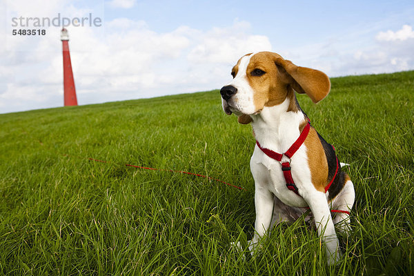 Dreifarbiger männlicher Beagle-Welpe sitzt im Gras  seine Ohren wehen im Wind  hinten der Leuchtturm von Den Helder  Niederlande  Europa  ÖffentlicherGrund